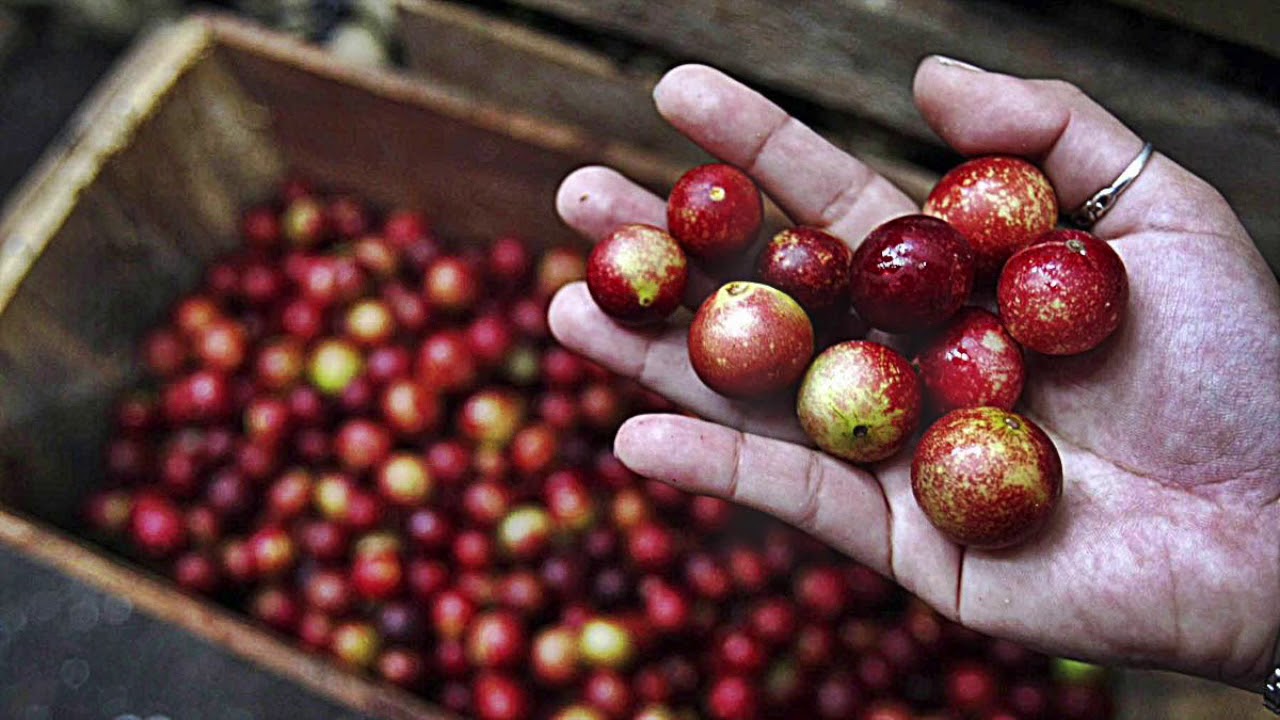 🍑Camu Camu Amazing Benefits-🍒🍓- Superfood🍎