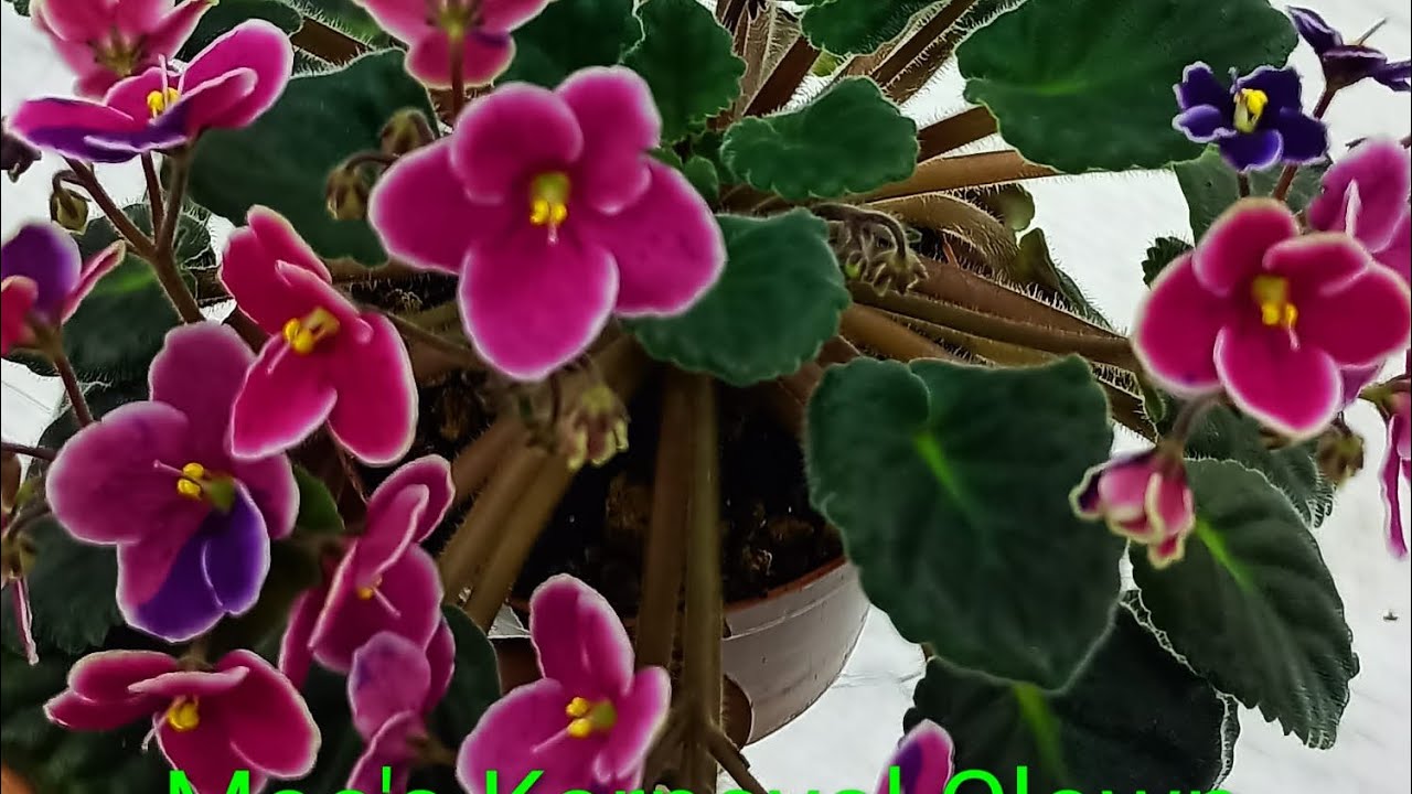 Özel tür Pikassu yapraklı menekşeler geldi sınırlı sayıda kaçırmayın 🌺