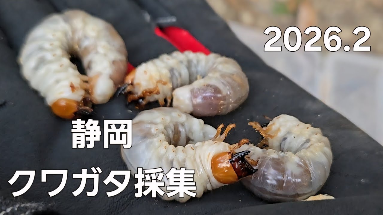 静岡でクワガタ採集