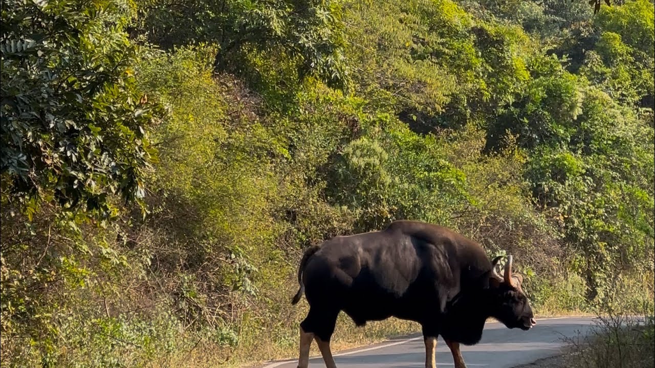 Ride to Sahyadri Tiger Reserve to see Indian 🦬 Bison (Gaur)