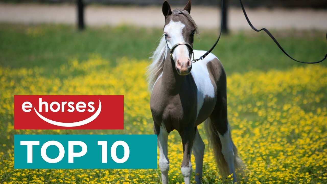 Top 10 smallest pony breeds