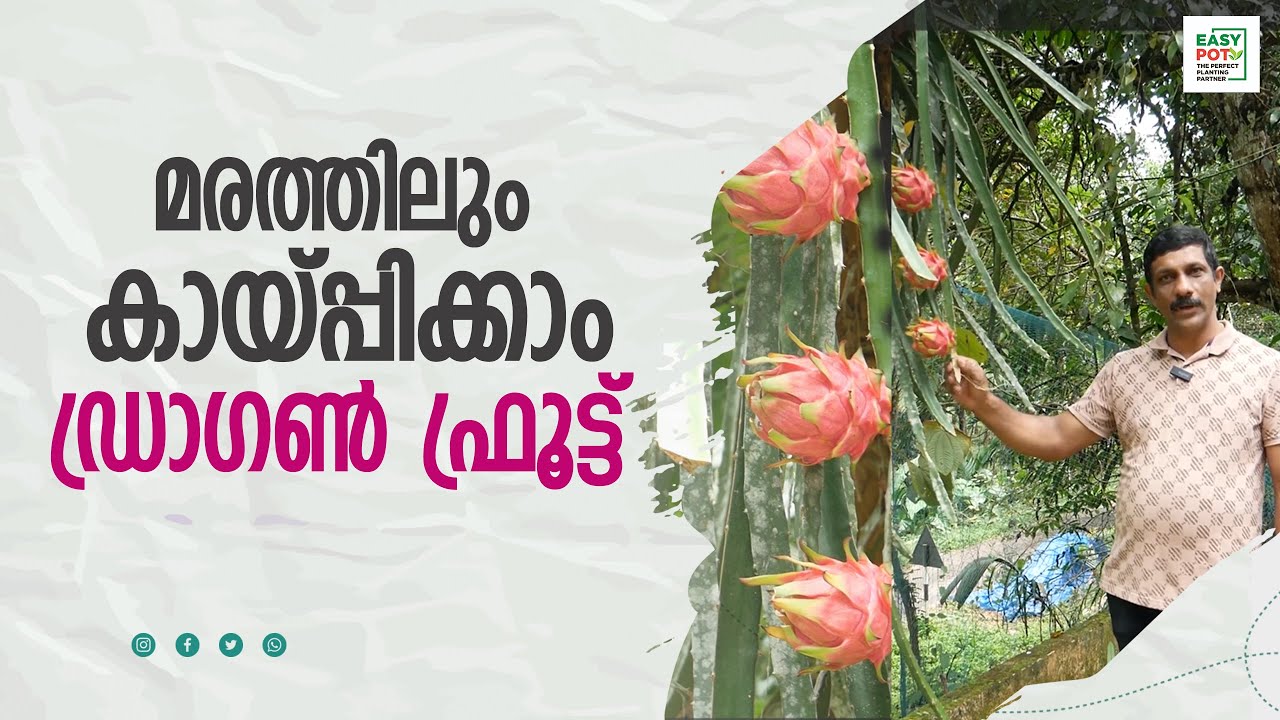 മരത്തിലും കായ്പ്പിക്കാം ഡ്രാഗൺ ഫ്രൂട്ട്