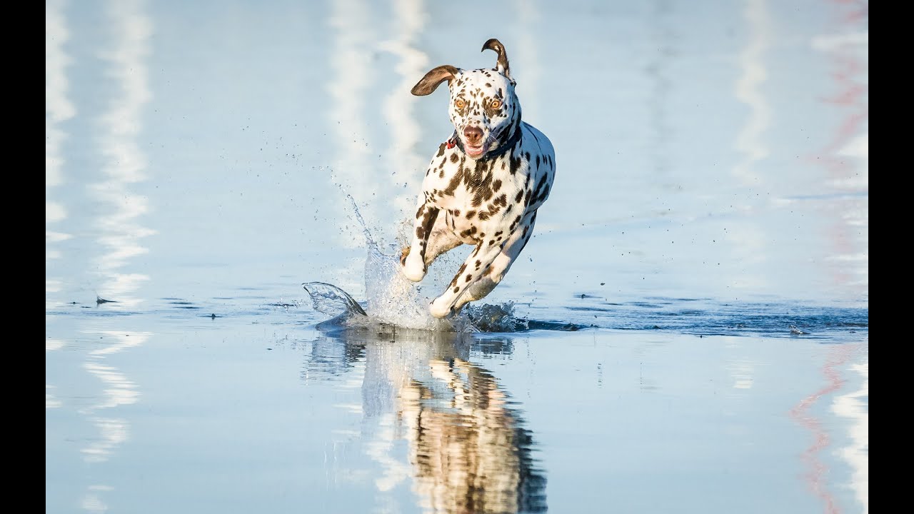 Best Sony Alpha Settings for Action Photography