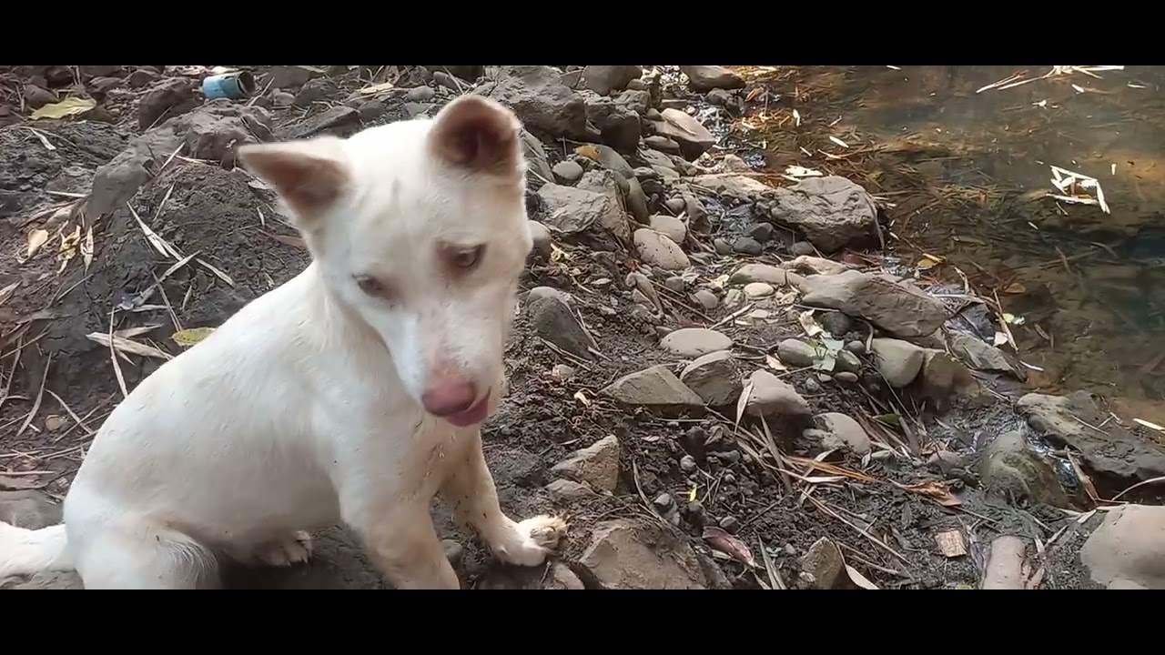 ให้อาหารปลา🐟🐟💕🐕🐕ในลำห้วยธรรมชาติกันค่ะ⛰⛰🏞🏞#ธรรมชาติ#ลำห้วย#กาฟิว #ล็อตเตอรี่ #ชีวิตไม่มีอะไรแน่นอน 
