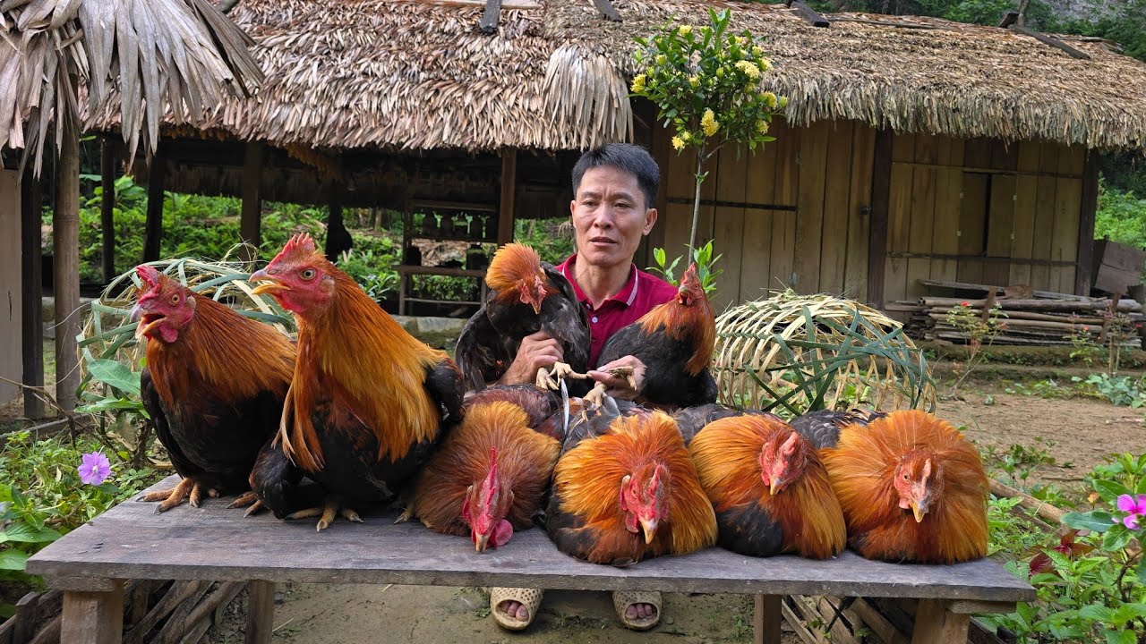 Procedure Weaving Bamboo Cages & Catching Chickens to Sell in the Countryside | Solo Survival