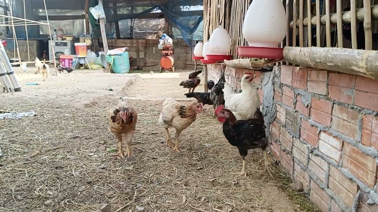 the daily life of my backyard chickens 🐔 day10 