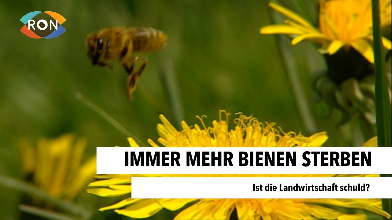 Immer mehr Bienen sterben | RON TV