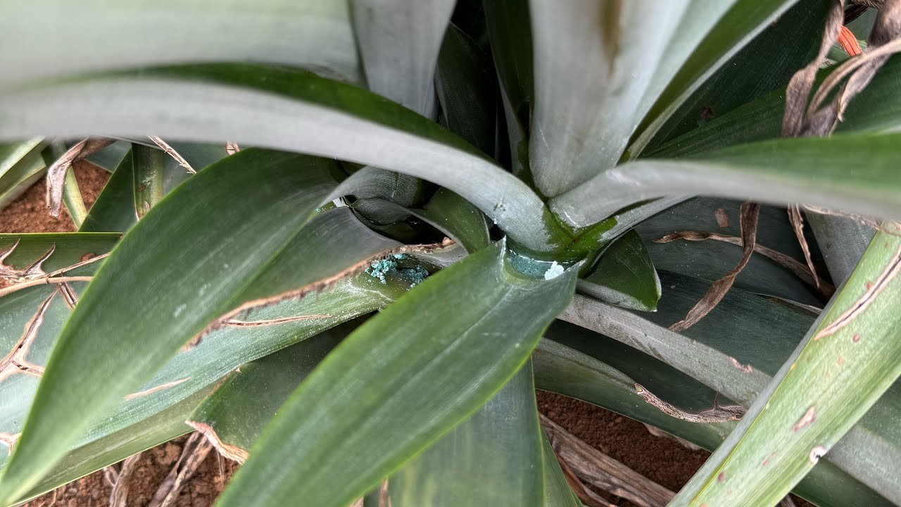 Cómo aplicar correctamente un fertilizante NPK Yara en piña