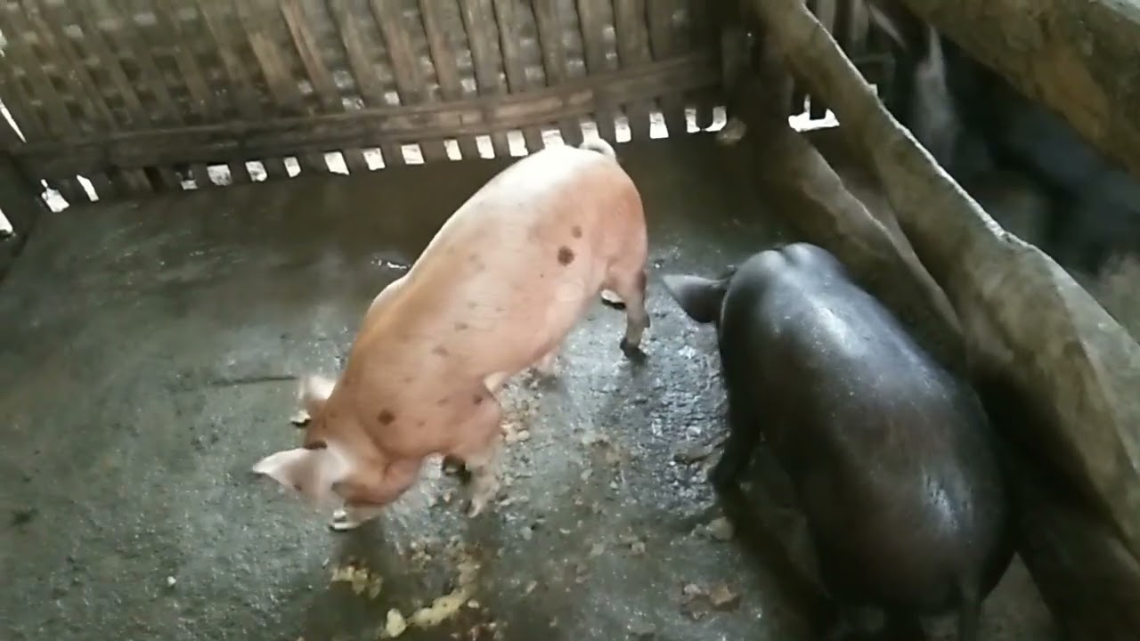 MASUSTANSYANG PAKAIN  PARA SA ATING NATIVE PIGS BALAT NG PINYA🐖🐷#business  #animals 