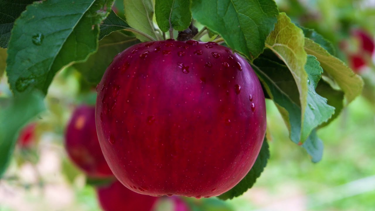 De kleine reus en de appelboom | Sprookjes en verhalen | Vrijschool