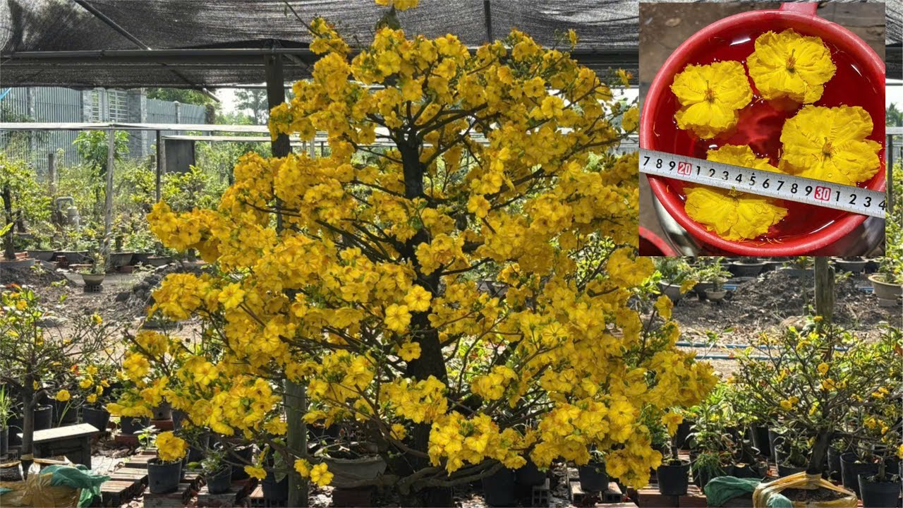 Xem mặt hoa giảo bông bự và giảo Huỳnh Tú 
