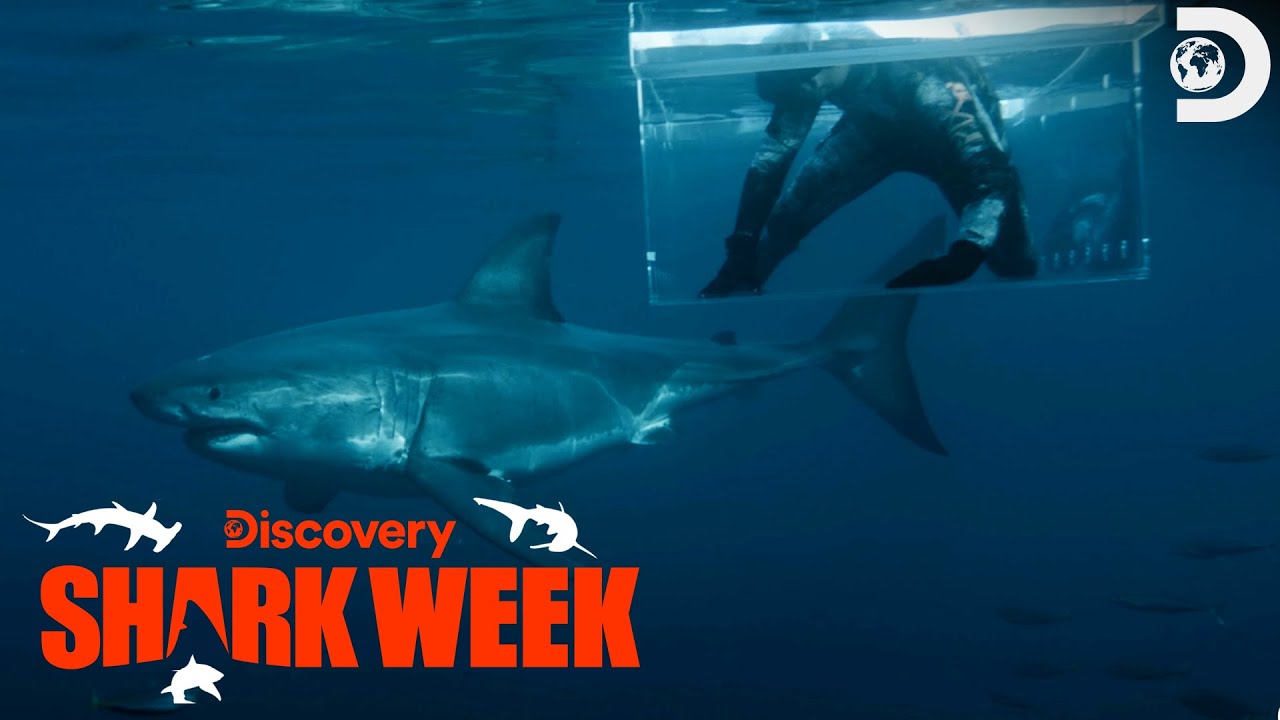 Jimmy Survives a GREAT WHITE ATTACK! | Shark Week | Discovery