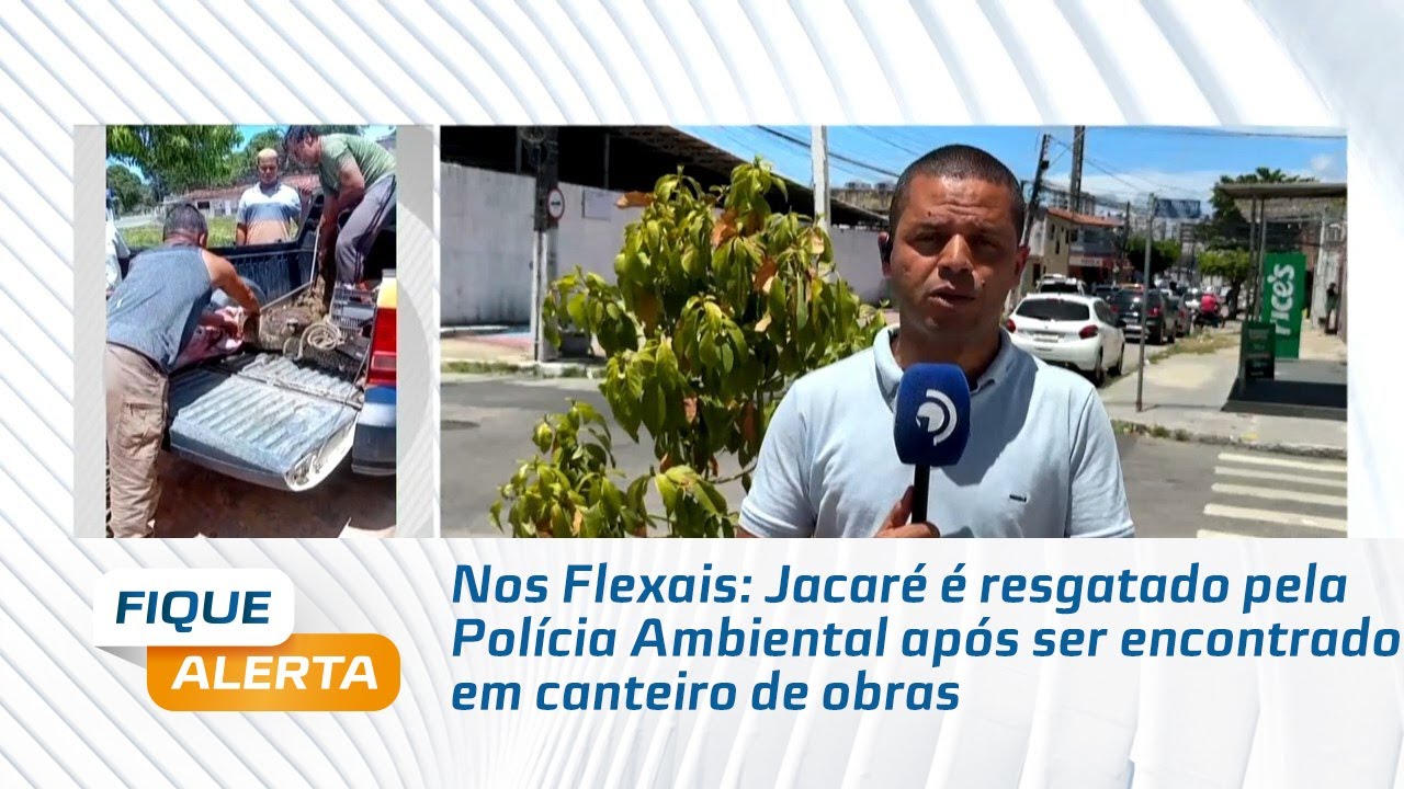 Nos Flexais: Jacaré é resgatado pela Polícia Ambiental após ser encontrado em canteiro de obras