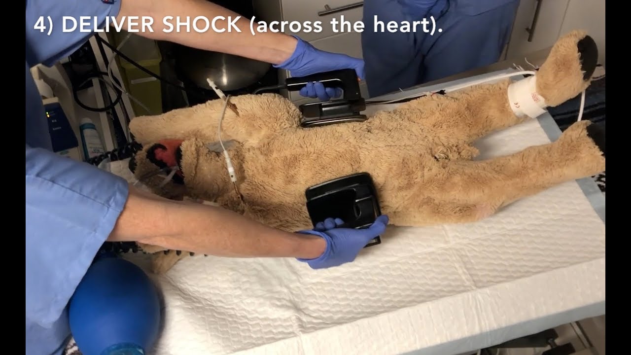 CPR Training Exercise For Vet Students and Techs│Veterinary Emergency Procedures