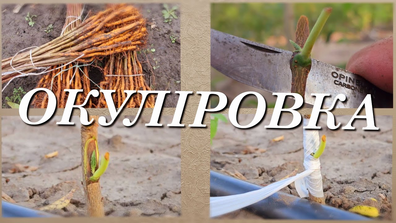 Окуліровка це просто.
