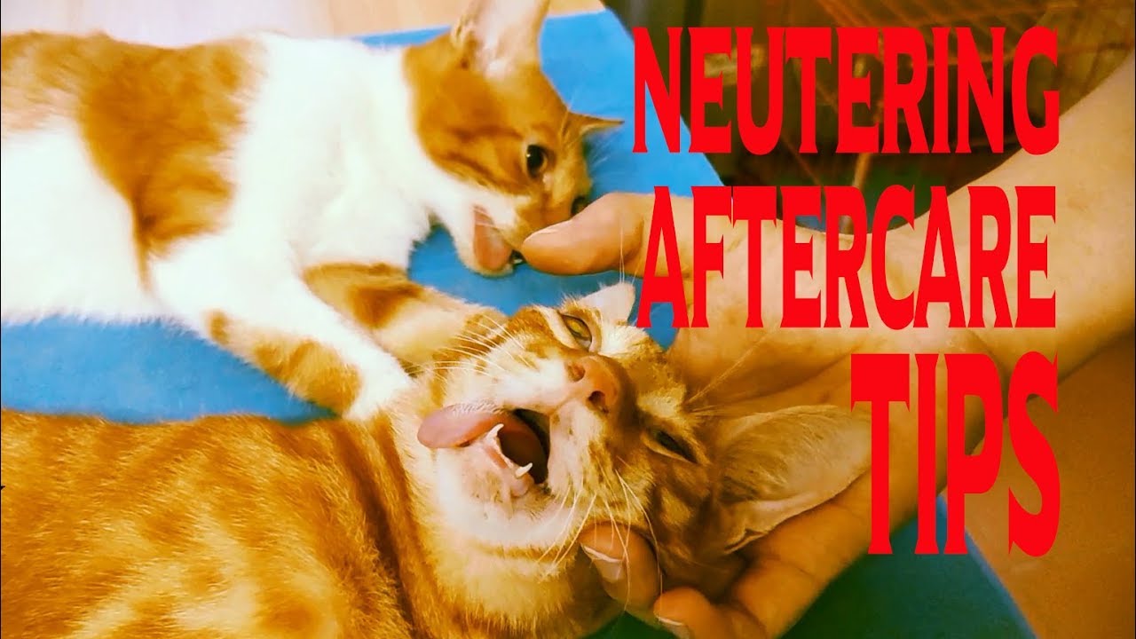 Cat neutering aftercare:tips inside,things you should and shouldn't do.
