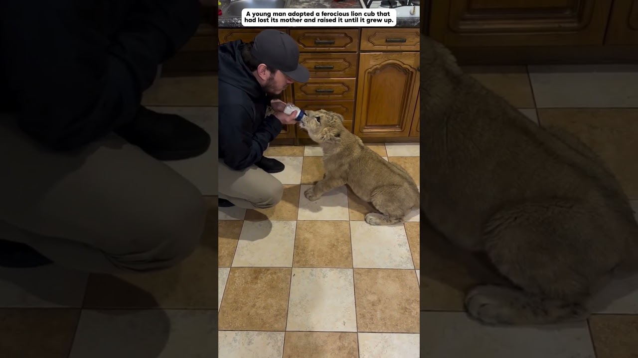 The fierce little lion lost its mother and met a man who adopted it. #lion  #animals #shorts