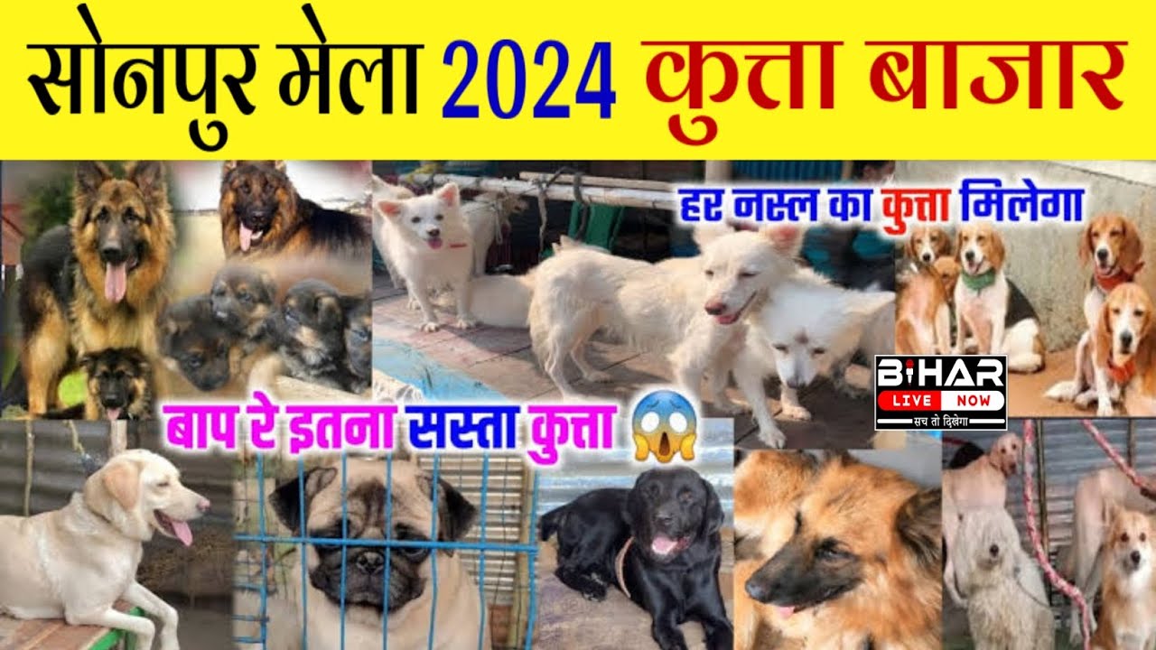 Sonpur Mela 2024 ₹3000 से लेकर ₹10 लाख तक के कुत्ते. Kutta Bazar 2024 सोनपुर मेला. @Bihar Live Now