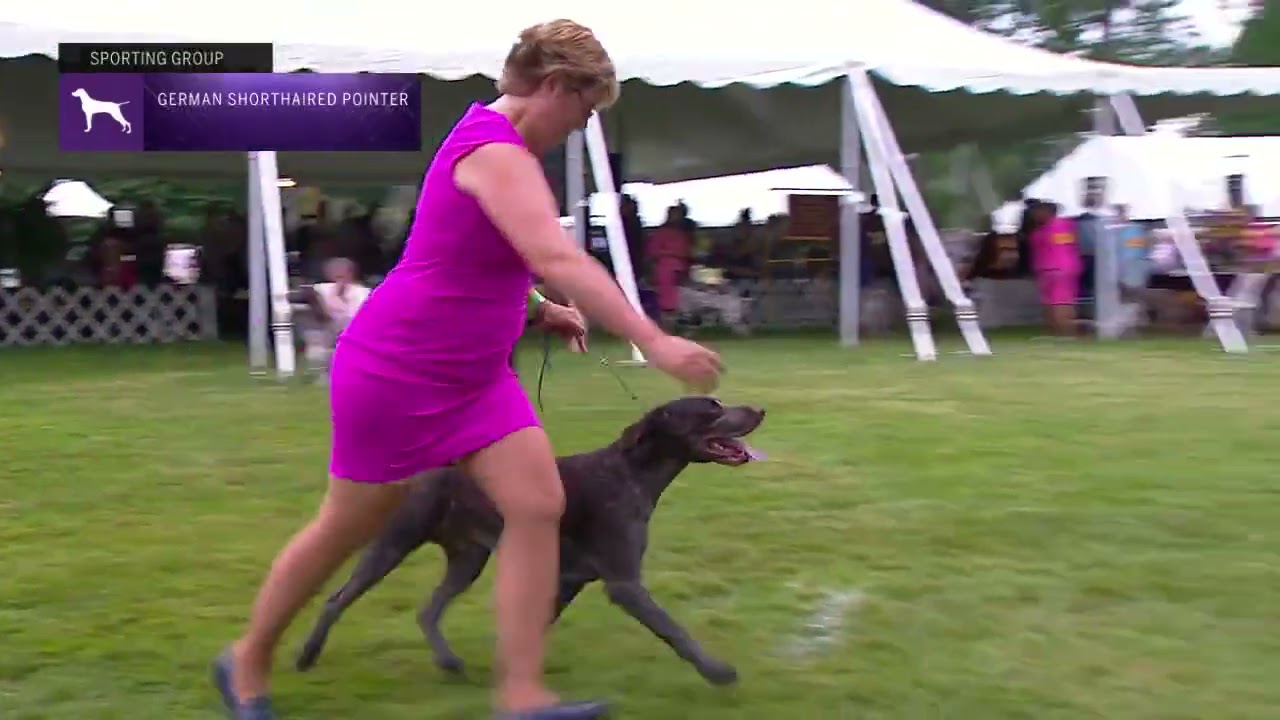 Pointers German Shorthaired | Breed Judging 2021
