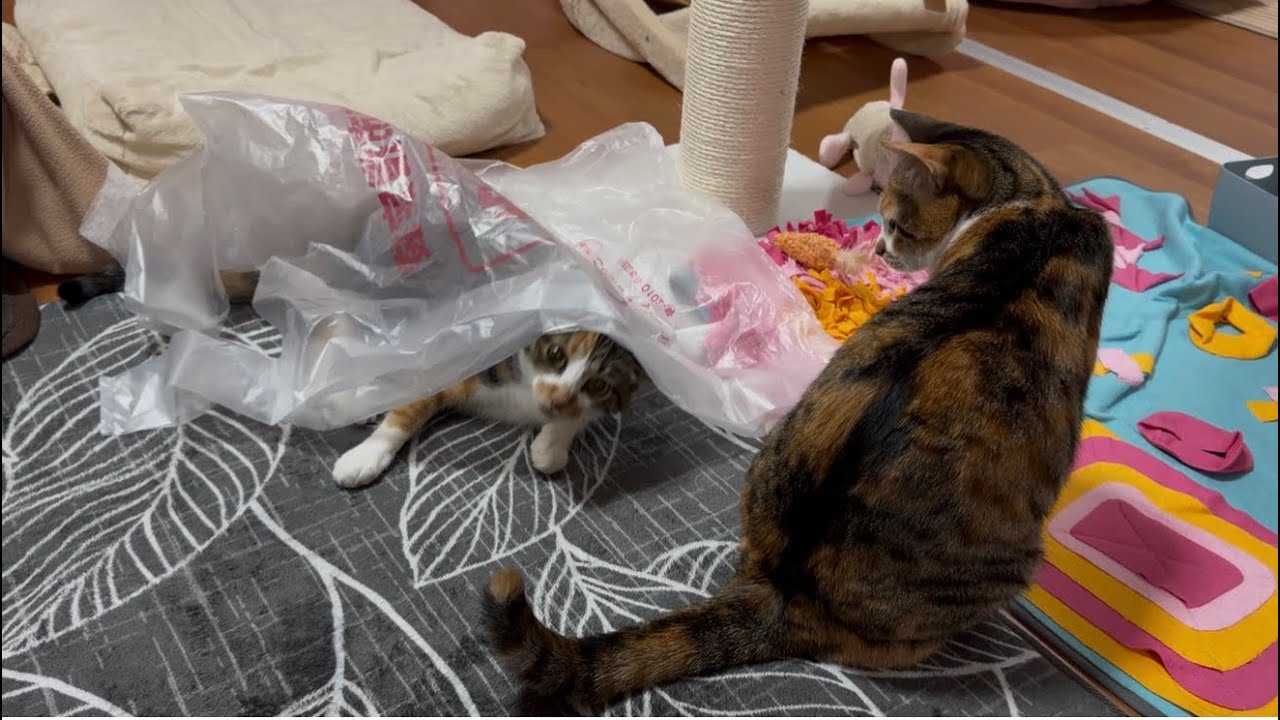 健康診断の結果、ちょっと変化がありました🐱