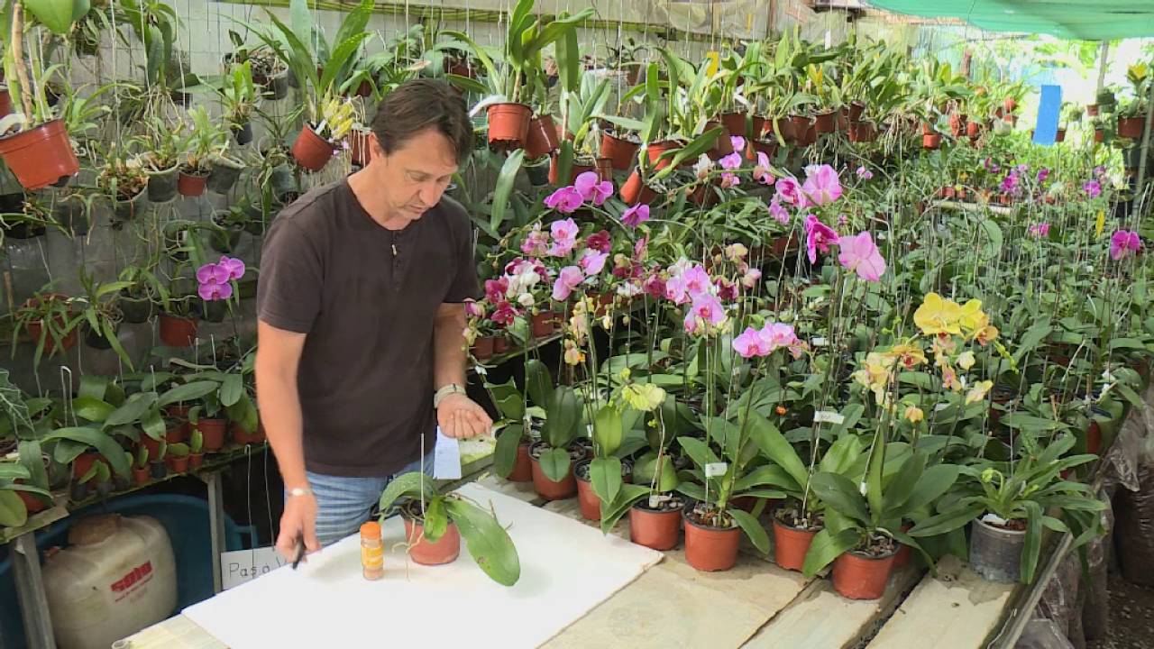 24 - Astuce jardinage : la cannelle est un antifongique