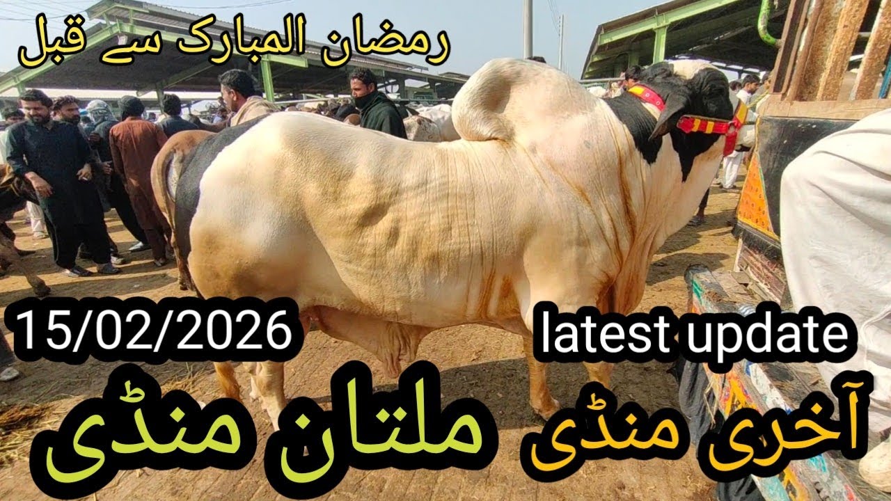 Multan cattle market latest update, 15/02/2026, ملتان مویشی منڈی فریش اپڈیٹ 