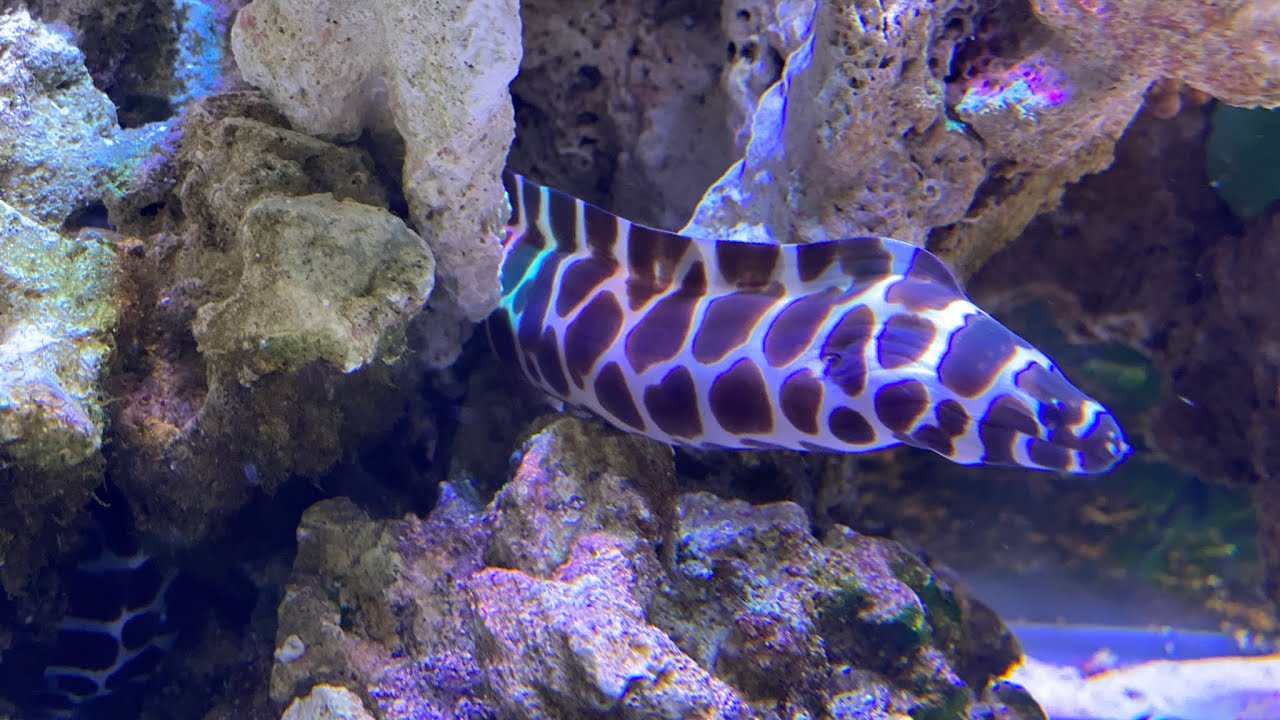 New Tessalata eel! What happened to the yellowhead??!?