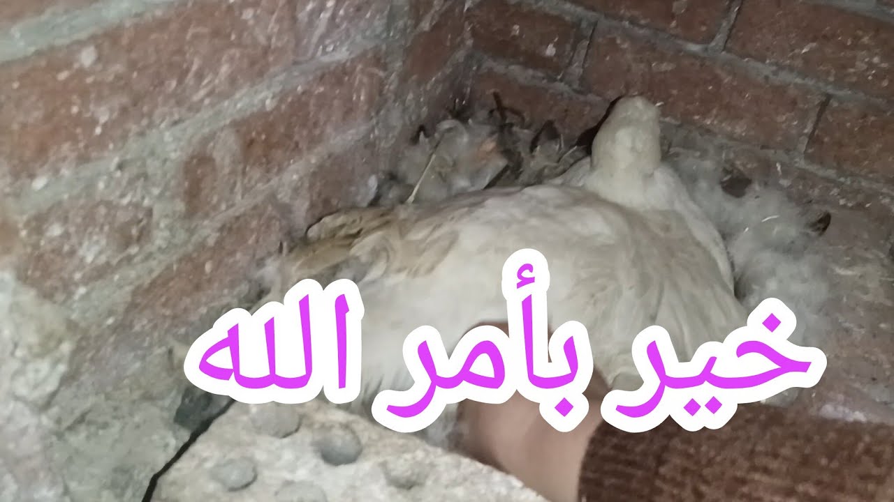 رحت أفرز بيض البطة التركي 🪺أتصدمت ⁉️ وكان لازم أشوفلها حل 🌷 والحمد لله أتصرفت