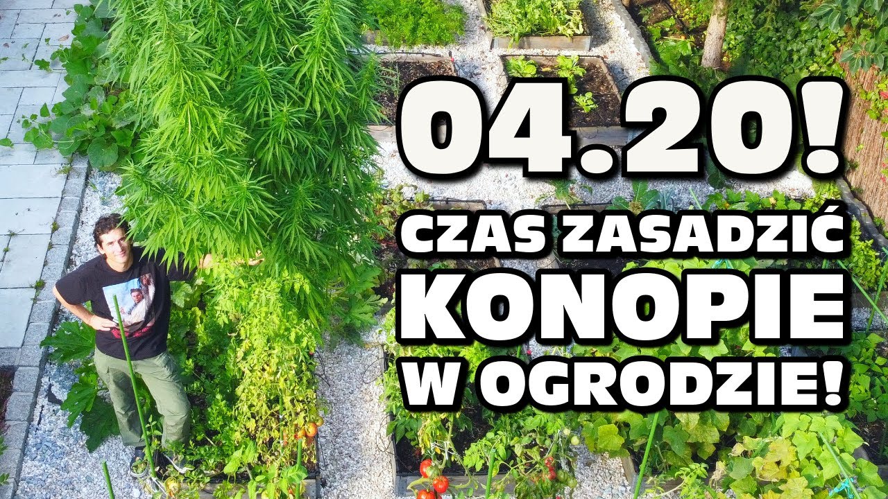 04.20! Czas zasadzić konopie w ogrodzie! Jak to zrobić legalnie i po co? Maciek Kowalski odpowiada