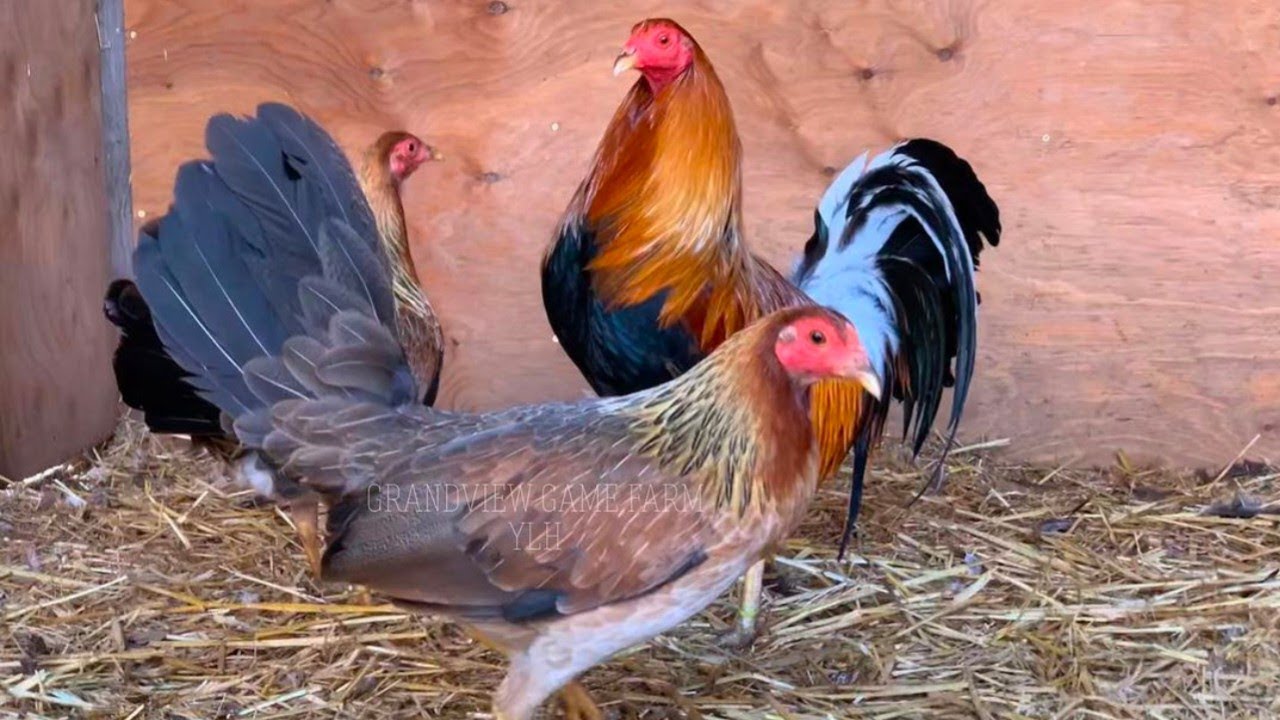 Perfection Yellow Leg Hatch - GRANDVIEW FARM