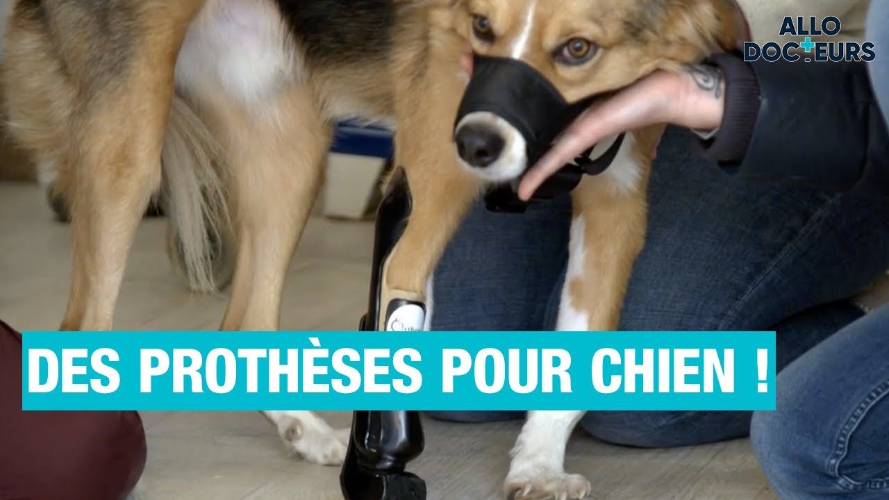 🐶🩺 Des prothèses et orthèses sur-mesure pour nos ANIMAUX !