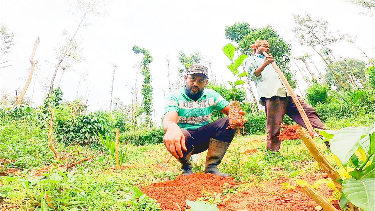 PLANTING DWARF ROBUSTA PLANTS| UPDATE ABOUT AGRITOURISM PEPPER FARM VISIT