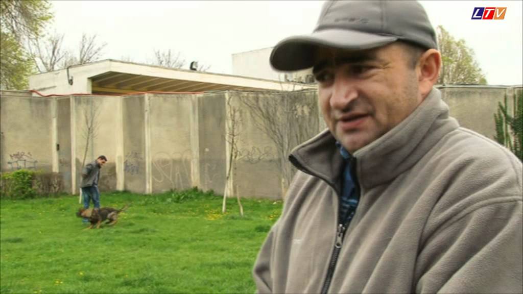 Ciobănescul german este cea mai bună rasă din lume - Litoral TV