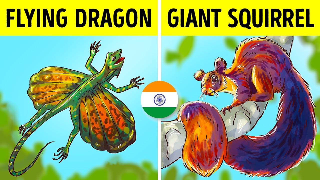 7 of the Rarest Animals Found In India