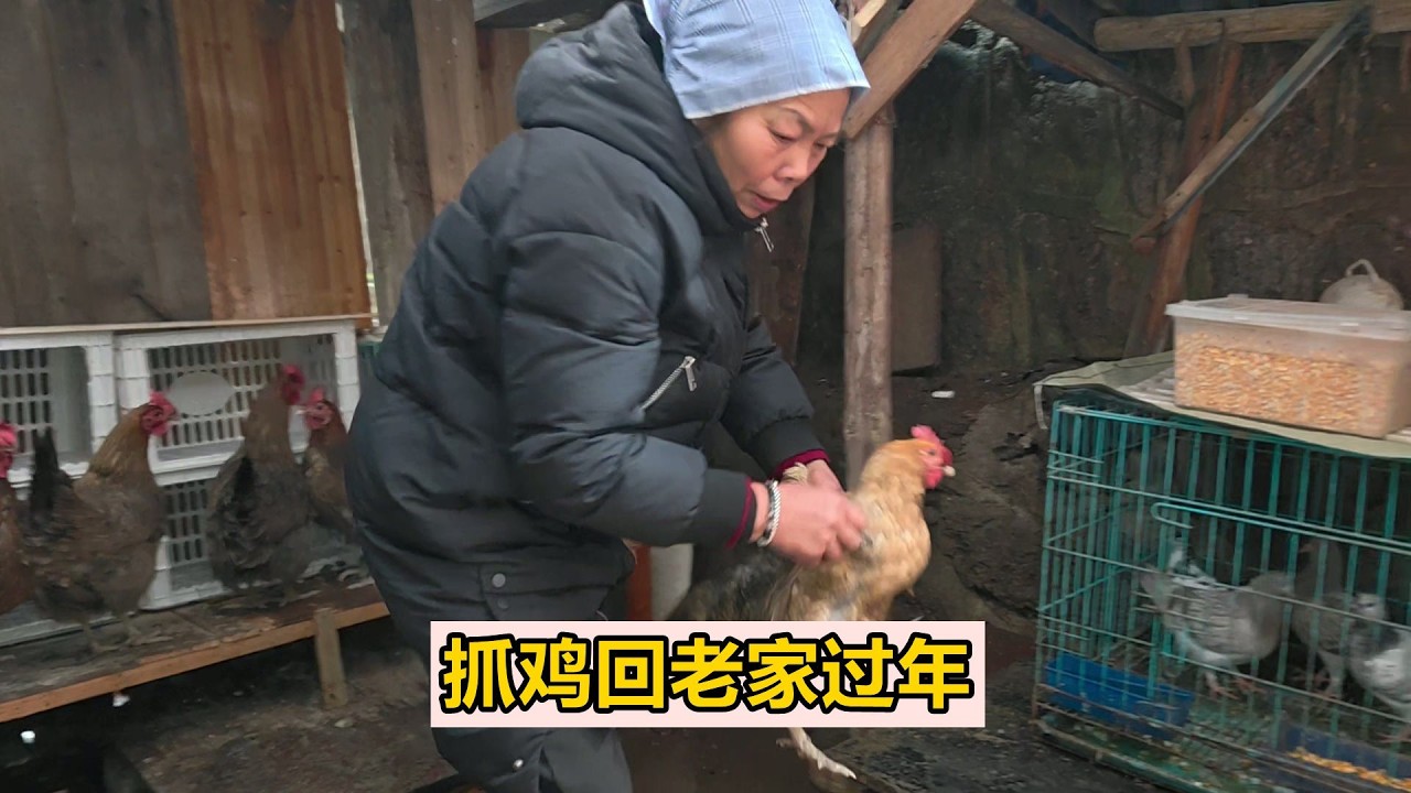 年關將至，三嫂從娘家抓雞回老家過年，小湯圓在田野上自由奔跑【農人家三嫂】