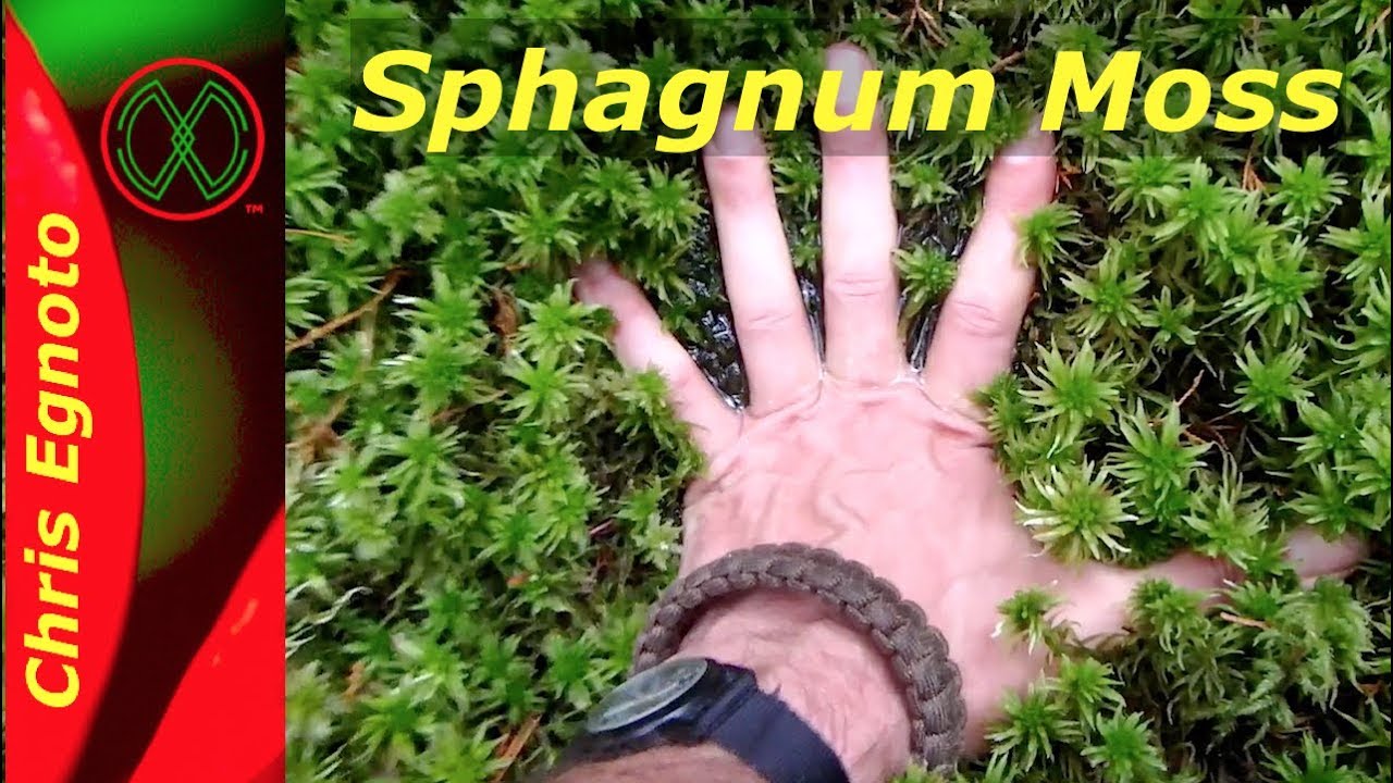 Spagnum Moss  Natural Medicine