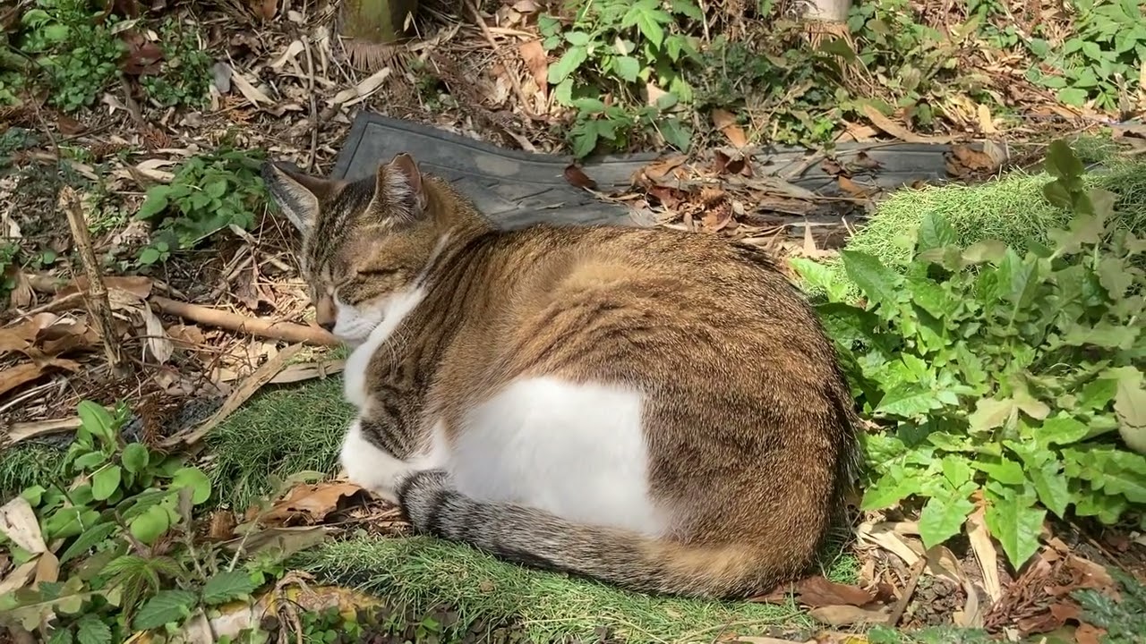 #cat #japan お昼寝