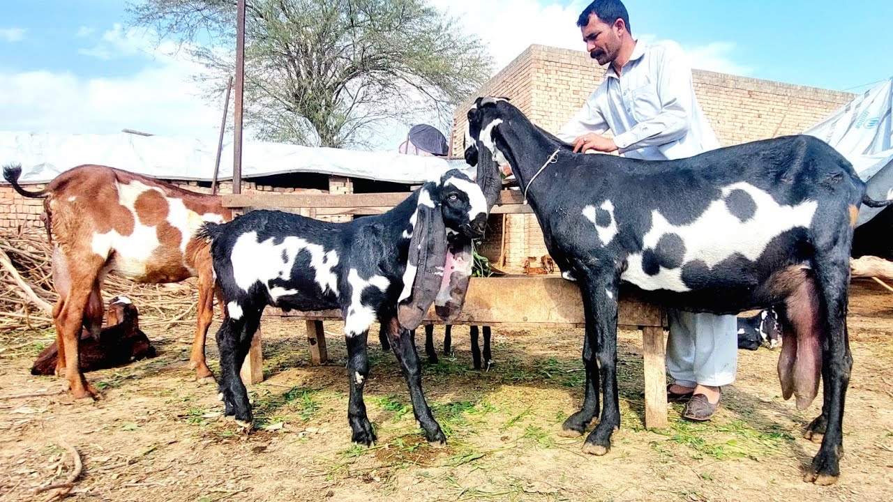 Extremely Pure Beetal Goat Kids Of Hassnain Bhai-Out Class Beetal Goats-Goat Gives Birth