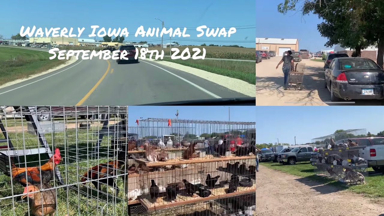 Waverly Iowa Animal Swap Sep 18 2021
