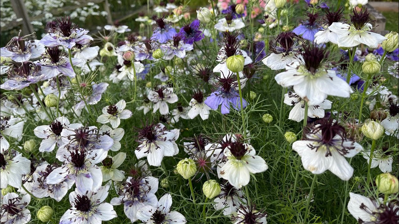 Grow-A-Long Nigella