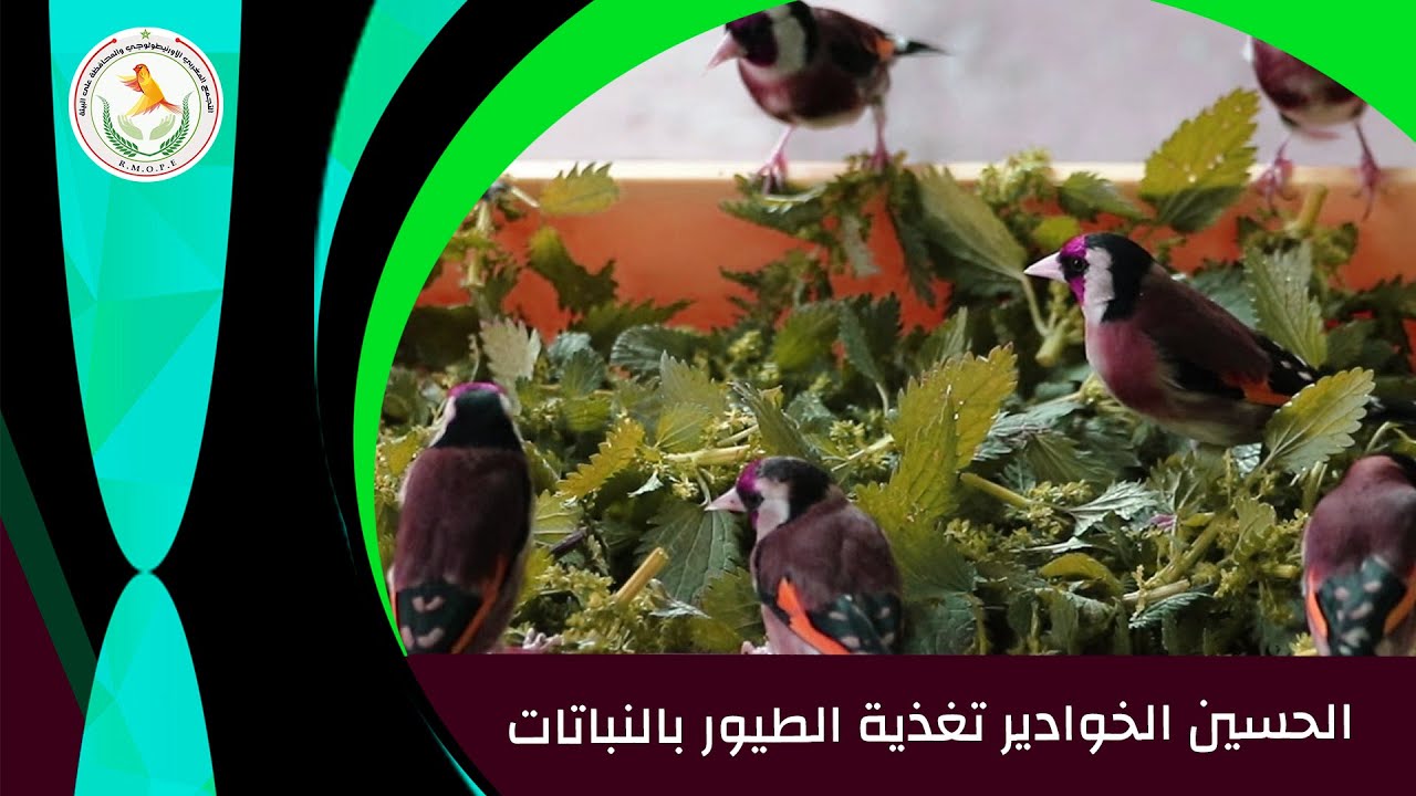الحسين الخوادير تغذية الطيور بالنباتات