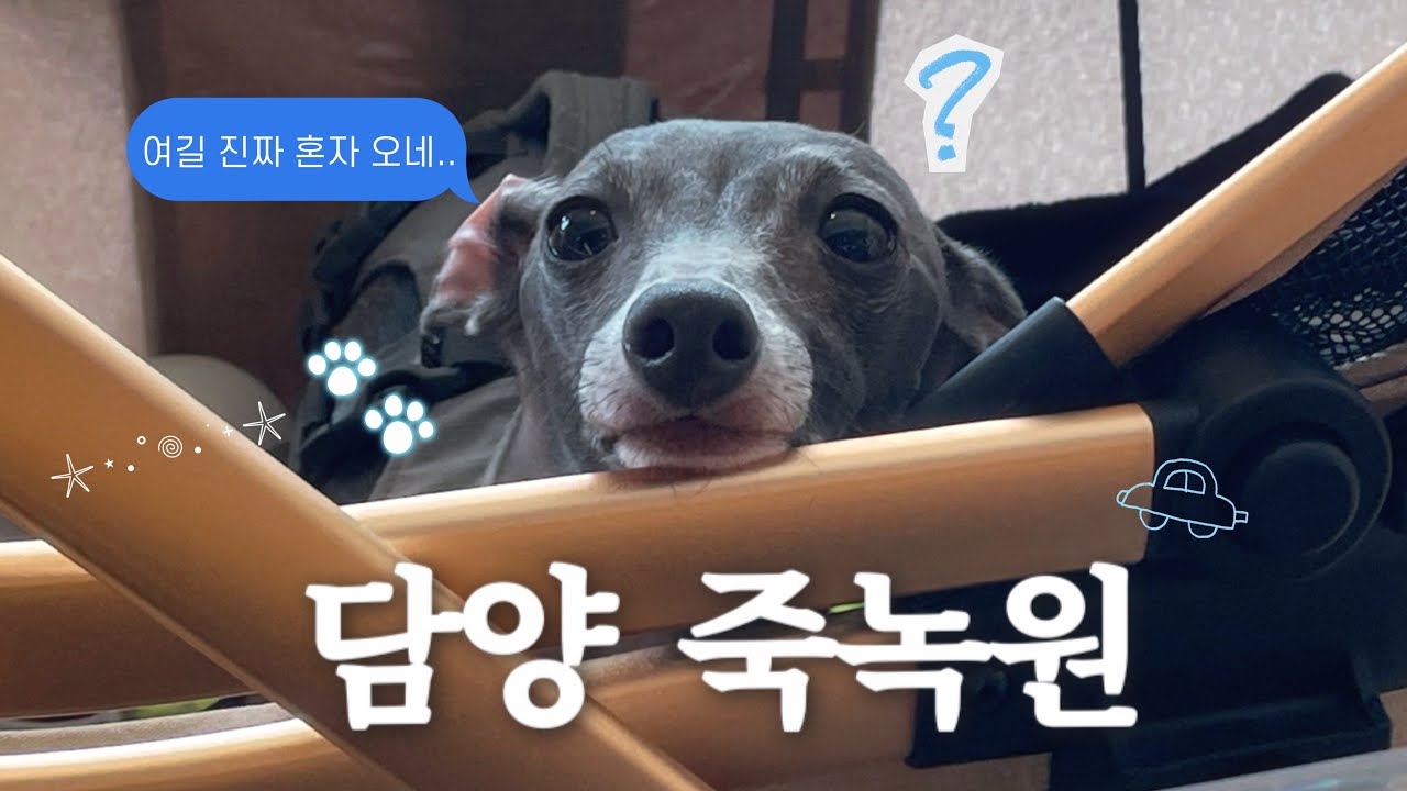  🎋 강아지랑 둘이 죽녹원 가보셨어요..? #애견동반여행 