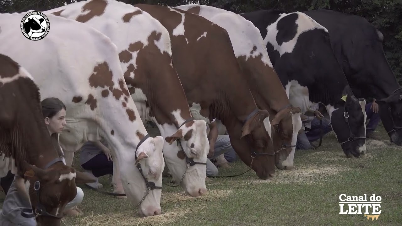 7 gerações vivas da Raça Holandesa juntas na mesma propriedade