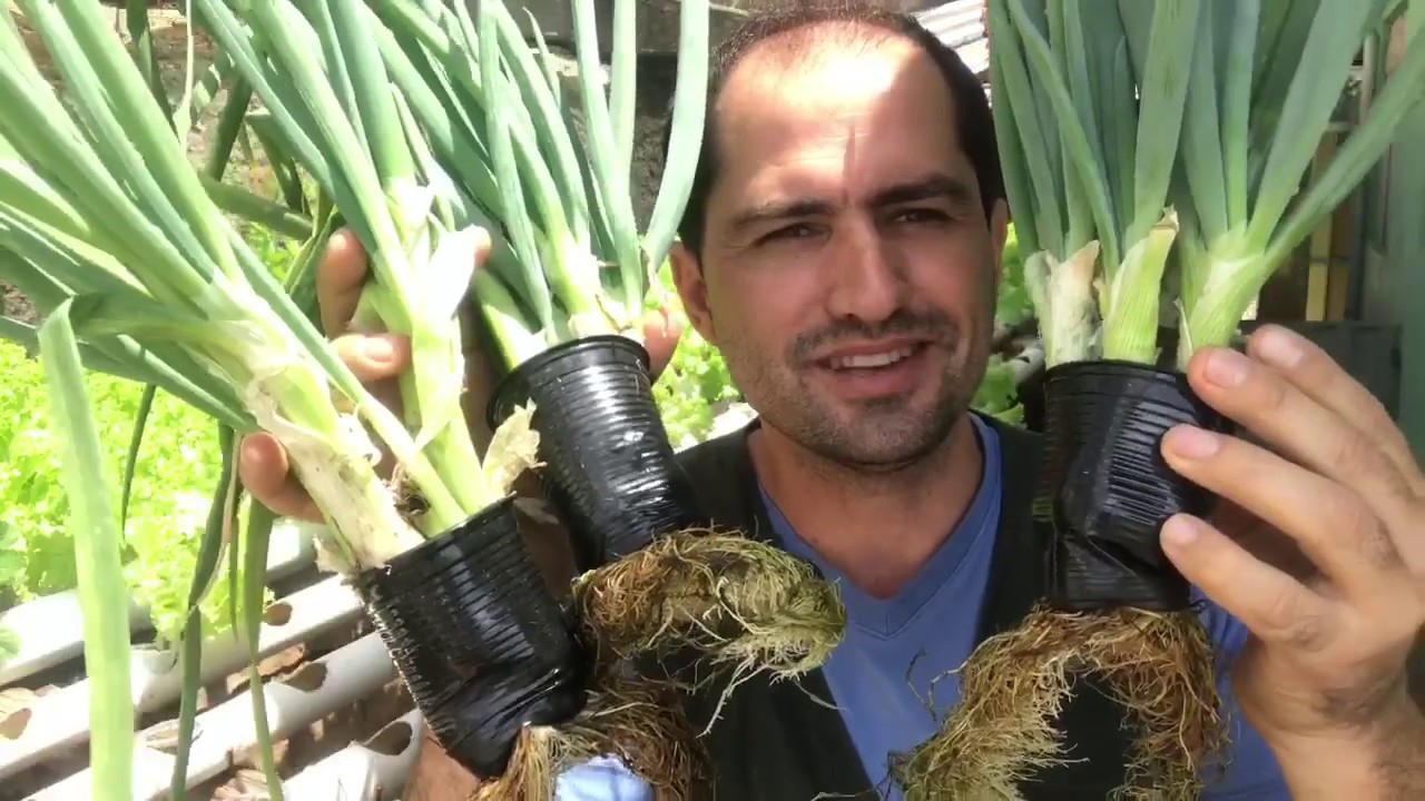 CEBOLINHA NA AQUAPONIA / AQUAPONIC CHIVES
