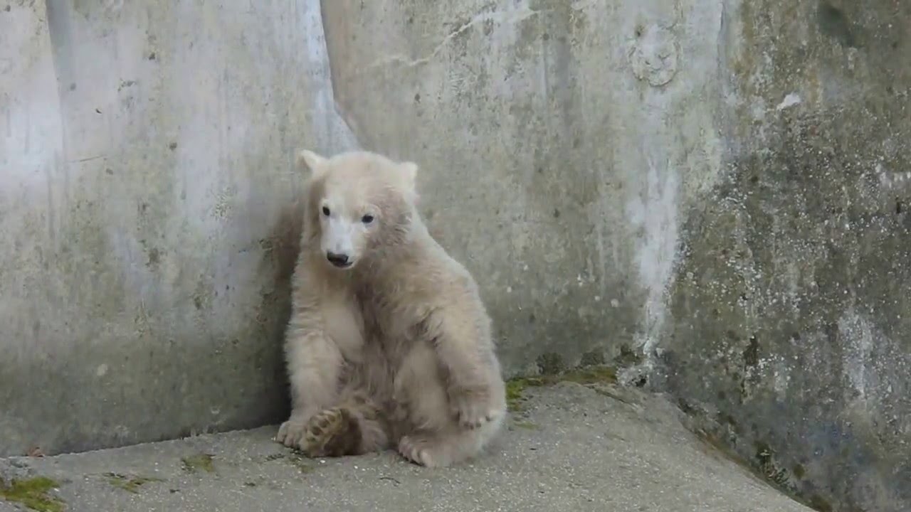 ZOO Brno - the little polar bear and his mother
