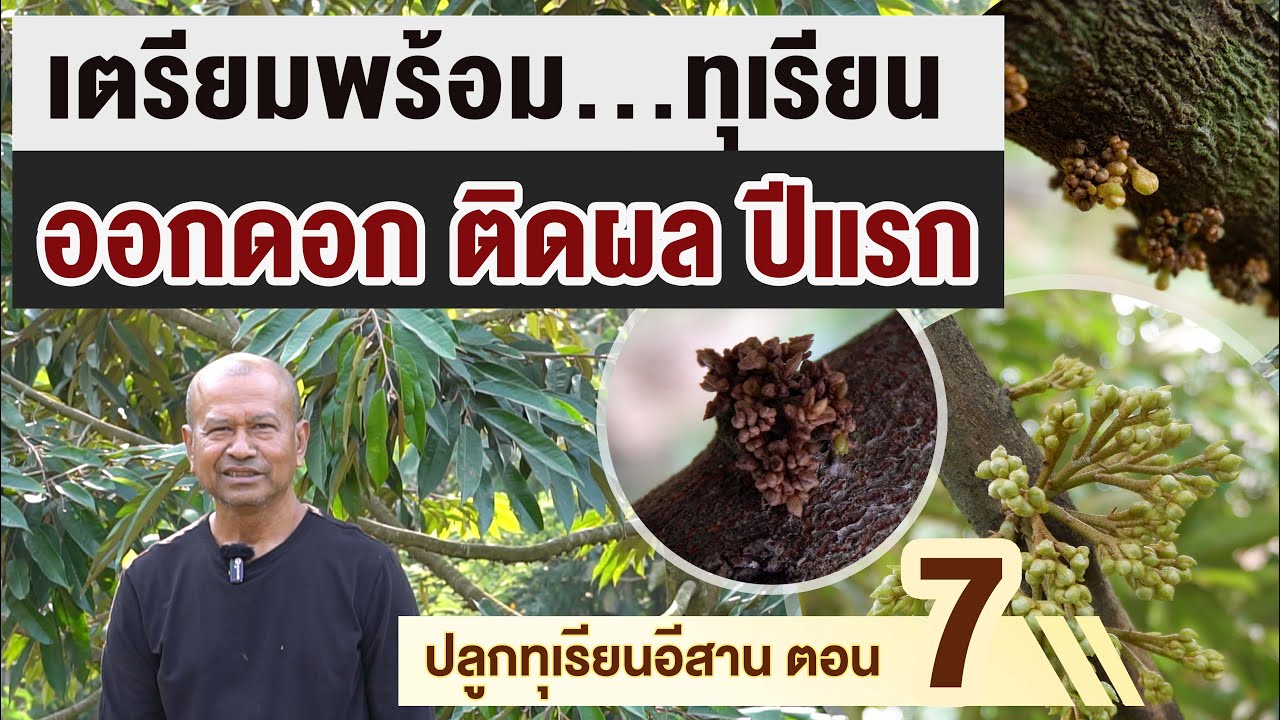 สวนตาก้าน ('67) เตรียมพร้อม...ทุเรียนออกดอก ติดผลปีแรก | ปลูกทุเรียนอีสาน ตอน 7