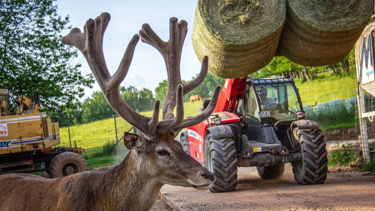 Heuernte 2021 | 3 x Fendt im Hirschgehege | Lohnunternehmer Kai Ruppel
