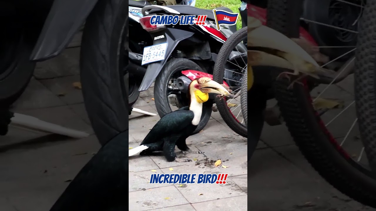 The Great Hornbill!!! 🐦😁🇰🇭  #lucky #birds #cambodia #travel