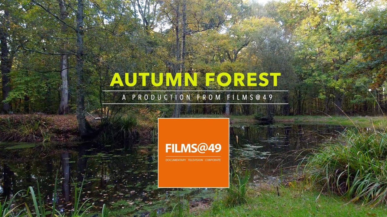 Bluebell Walk in Autumn Ancient Woodland Walk