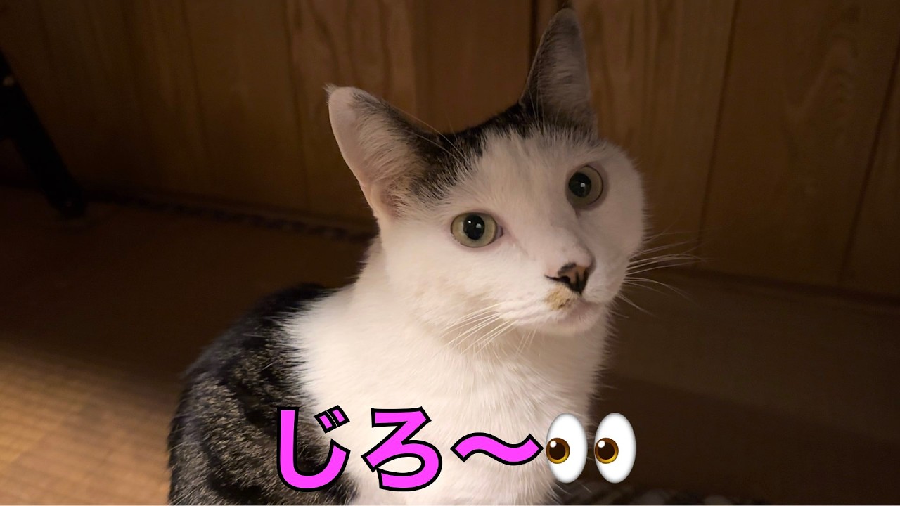 保護猫ナターシャの565日目：にらめっこ？